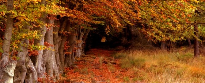 Bosque de Selm Muir, en West Lothian, Escocia. Foto: ONU/Robert Clamp