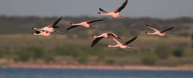 Las aves migratorias son amenazadas por la caza, la captura y el comercio ilegal. Foto: Mark Anderson