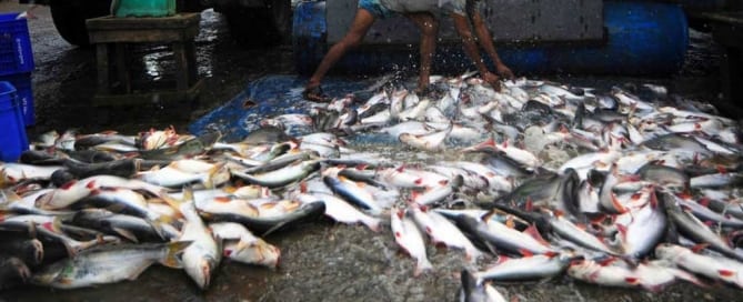 Un trabajador de una lonja de pescado descarga las capturas del día. Foto: FAO