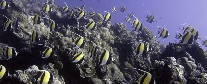 Peces en un arrecife de coral en Ha´apai, Tonga. Foto: UNEP GRID Arendal / Glenn Edney