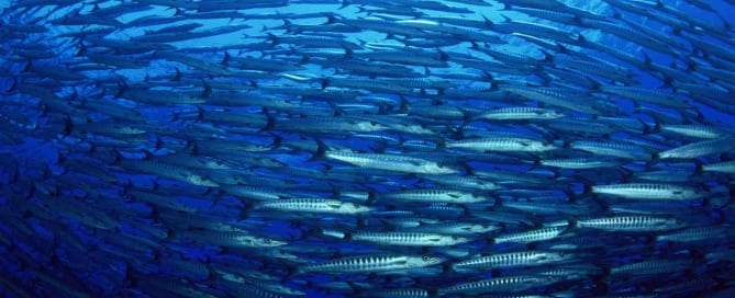 El número de especies marinas afectadas por residuos aumentó de 663 en 2012 a más de 800 en la actualidad. Foto: FAO