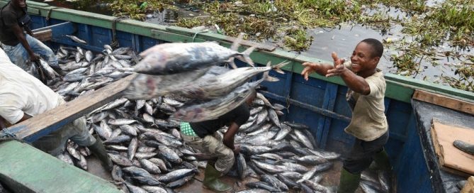 Pesca de atún en el puerto industrial de Abidjan, en Côte d´Ivoire. Foto: FAO/Sia Kambou