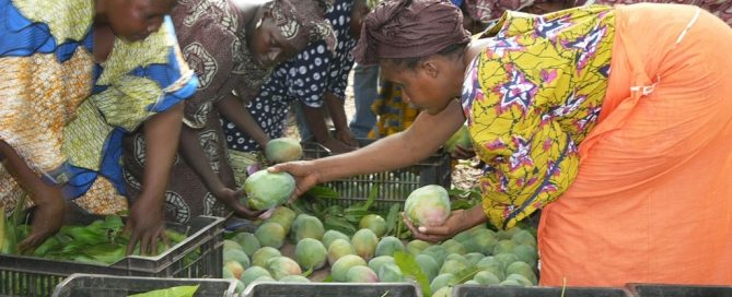 Clasificación de mangos en una granja dirigida por mujeres en Malí. Foto: PNUD