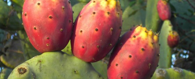 Un nopal y su fruto, las tunas. Foto: Tarquille.deviantart.com