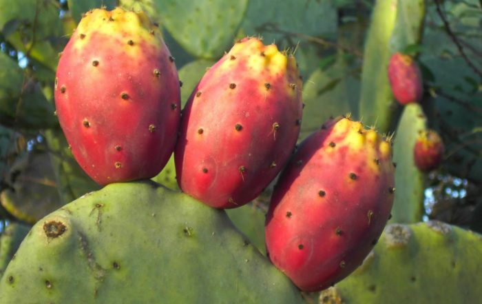 Un nopal y su fruto, las tunas. Foto: Tarquille.deviantart.com