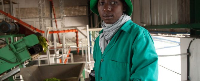 Trabajador de una plata procesadora de té en Rwanda. Foto: Banco Mundial