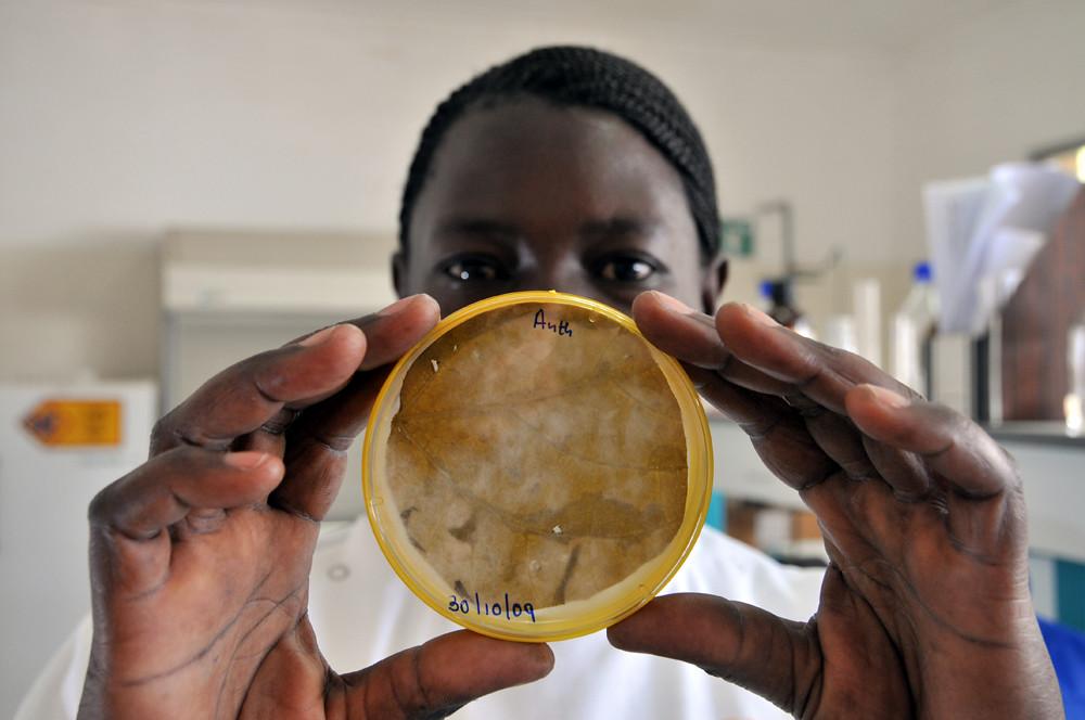 Analyzing the bean diseases at the lab in Kawanda, Uganda.