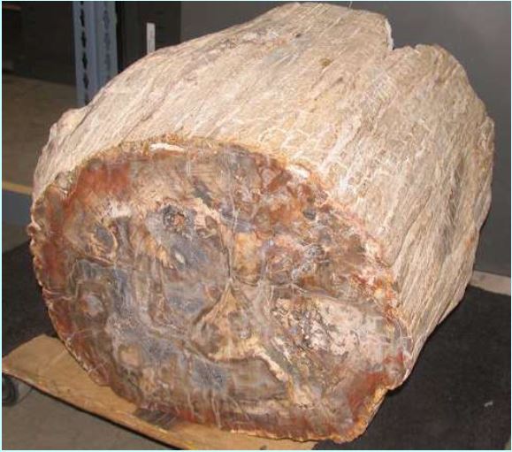 Petrified Wood, UNNY258G, 2005, Madagascar Petrified Wood, UNNY258G, 2005, Madagascar