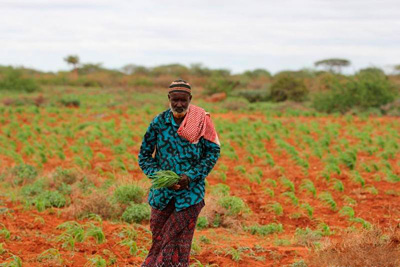 Los somalís precisan ayuda para múltiples actividades, desde la recogida de la cosecha a la alimentación del ganado o la pesca. Foto: FAO/Frank Nyakairu.