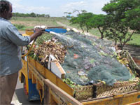 Spraying of Effective Micro-Organisms Solution (EM Solution) on garbage
