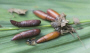 Liberia Caterpillars