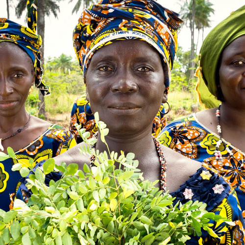几内亚特里斯托群岛的卡特弗拉村的农妇。受益于联合国妇女基金会两性平等基金的一笔赠款，她们得以建立领导技能，加强社区纽带和参与影响其社区的经济决策，并组建合作社。 联合国图片/Joe Saade