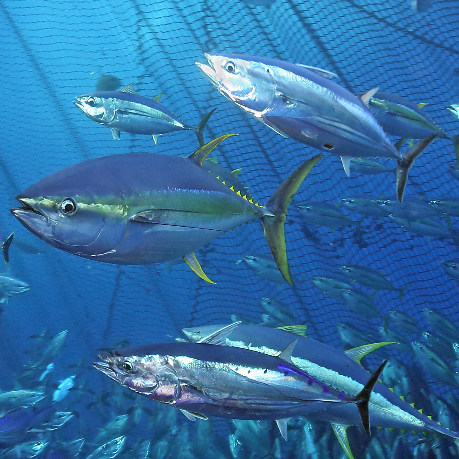 金枪鱼可以生活在纽芬兰以外的寒冷水域，也可以生活在墨西哥湾和地中海温暖的热带水域。